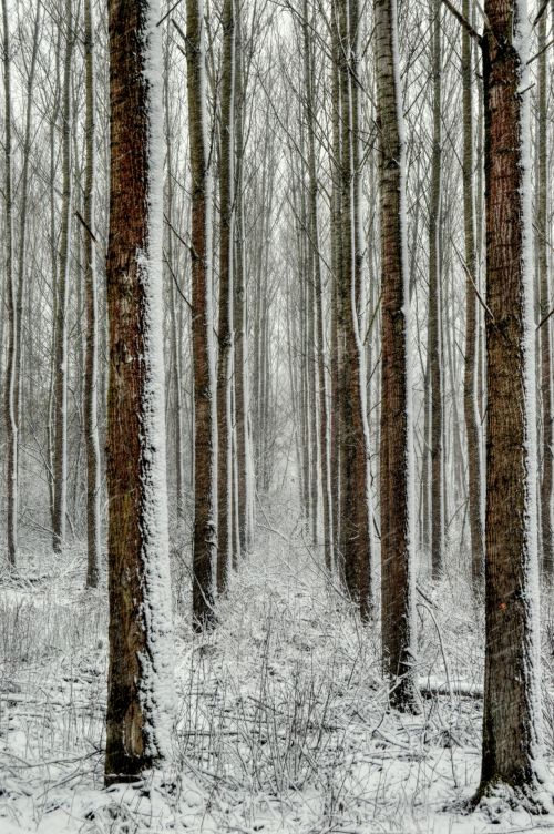 Miškas,  Užtvanka & Nbsp,  Miškas,  Medžiai,  Sniegas,  Žiema,  Slovakija,  Vaizdai,  Nuotraukos,  Laisvas,  Miško Linija