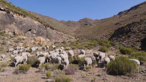 Lesotho, Ožkos, Kraštovaizdis, Karg