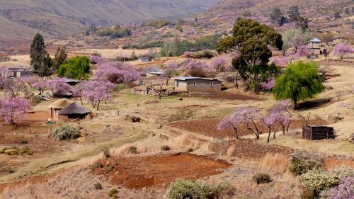 Lesotho, Bergdorf, Persikų Žiedas, Žemdirbystė, Pavasaris