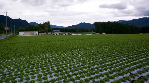 Salotos, Laukas, Kaimas