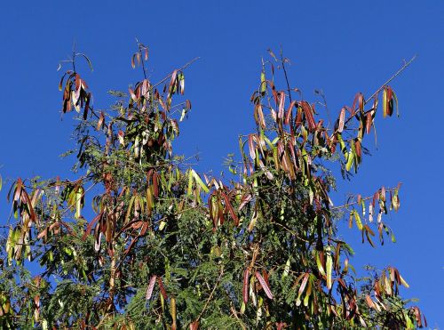 Leucaena Leucocephala, Medis, Subabool, Sėklų Ankštys, Sadhankeri, Indija