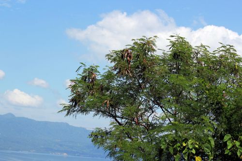 Leucaena & Nbsp,  Leucocephala,  Ipil & Nbsp,  Ipil & Nbsp,  Medis,  Ipil & Nbsp,  Ipil & Nbsp,  Sėkla,  Vaisiai,  Ruda & Nbsp,  Ilgi & Nbsp,  Vaisiai,  Lapai,  Medis,  Bagažinė,  Stiebas,  Leucaena Leucocephala Medis