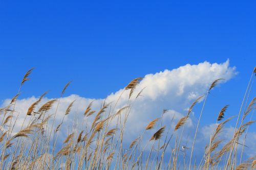 Šviesa, Gamta, Aukštas, Purus, Aplinka, Vaizdingas, Vasara, Fonas, Saulės Šviesa, Diena, Dangus, Cloudscape, Saulėtas, Atmosfera, Atsipalaidavimas, Lauke, Laisvė, Natūralus, Kraštovaizdis, Debesys, Klimatas, Peizažas, Ramus, Panorama, Sezonas, Saulės Spindulys, Taika