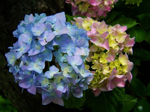 Šviesiai Mėlynas,  Rožinė Hortenzija,  Gėlių Sodas