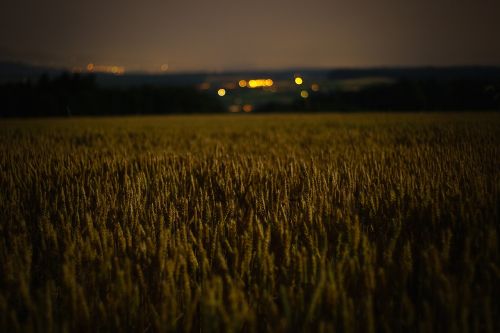 Žibintai, Laukas, Gamta, Kraštovaizdis, Lauke, Žemdirbystė, Vasara, Naktis, Aušra, Šveicarija