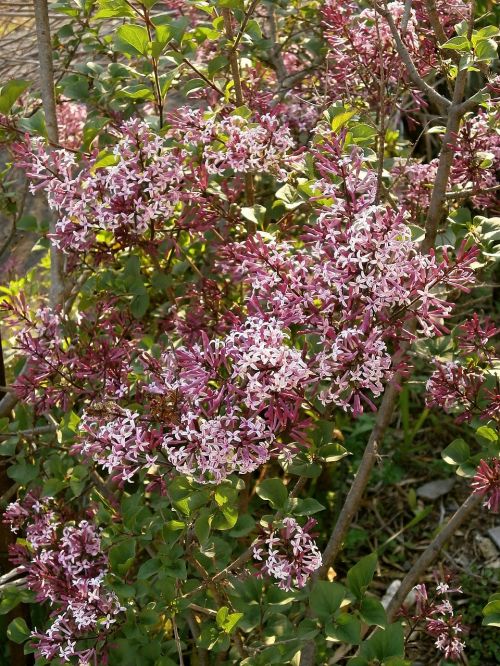 Alyva, Purpurinės Gėlės, Violetinė, Oleaceae, Krūmas