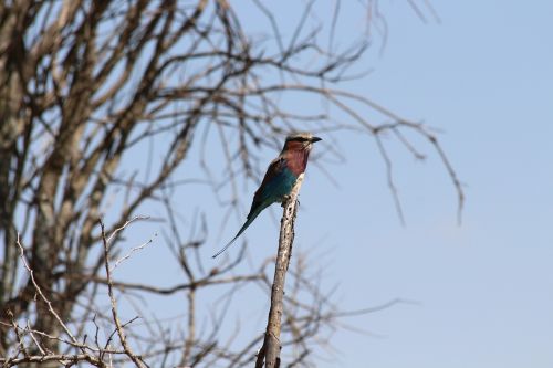 Alyva, Paukštis, Kenya