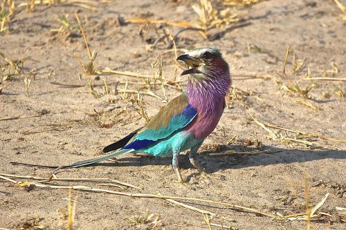 Alyvinis Krūtinės Volelis, Afrikos Paukščiai, Zimbabvė