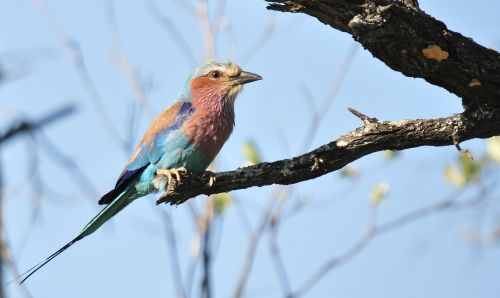 Alyvinis Krūtinės Volelis, Paukštis, Pietų Afrika, Kruger Parkas, Coracias Caudata, Gyvūnas