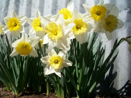 Lelija,  Gėlės,  Tvartas,  Ankstyvą Pavasarį Lelijos