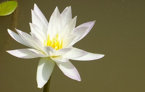 Lelija, Balta, Gėlė, Flora, Botanika, Grynumas, Natūralus, Dharwad, Indija