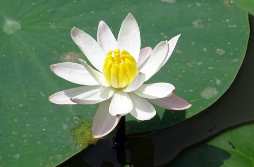Lelija, Vandens Lelija, Balta, Gėlė, Nymphaeaceae, Vandens, Vanduo, Tvenkinys, Flora, Dharwad, Indija