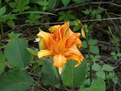 Lelija, Juri, Yabcanzou, 藪 萱草, Oranžinė, Liliaceae, Kelyje