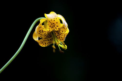 Lelija, Gėlė, Wildflower, Gėlių, Pavasaris, Žiedas, Augalas, Gamta, Balta, Vasara, Žydėti, Žalias, Žiedlapis, Sodas, Lapai, Natūralus, Botanikos, Puokštė, Budas, Žydi, Geltona, Dizainas, Makro, Rožinis, Šviesus, Raudona, Botanika, Sezonas, Spalva, Apdaila, Lilly, Spalvinga, Romantiškas, Meilė, Elegantiškas, Subtilus, Dekoratyvinis, Romantika, Ačiū, Tu, Tapetai, Kortelė, Dekoratyvinis, Fonas, Graži, Užuojautos, Atsiprasau, Praradimas, Viltis, Kvietimas, Laukas, Žolė, Gyvenimas, Aplinka, Flora