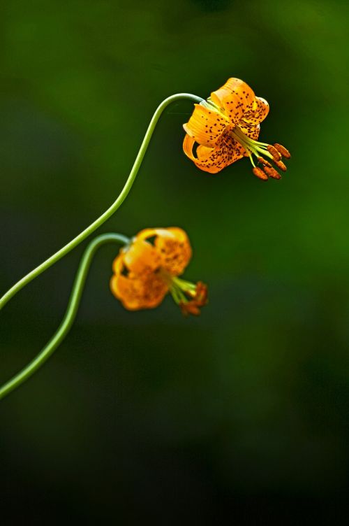 Lelija, Gėlė, Wildflower, Gėlių, Pavasaris, Žiedas, Augalas, Gamta, Balta, Vasara, Žydėti, Žalias, Žiedlapis, Sodas, Lapai, Natūralus, Botanikos, Puokštė, Budas, Žydi, Geltona, Dizainas, Makro, Rožinis, Šviesus, Raudona, Botanika, Sezonas, Spalva, Apdaila, Lilly, Spalvinga, Romantiškas, Meilė, Elegantiškas, Subtilus, Dekoratyvinis, Romantika, Ačiū, Tu, Tapetai, Kortelė, Dekoratyvinis, Fonas, Graži, Užuojautos, Atsiprasau, Praradimas, Viltis, Kvietimas, Laukas, Žolė, Gyvenimas, Aplinka, Flora