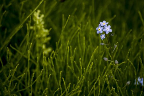 Lelija, Gėlė, Wildflower, Gėlių, Pavasaris, Žiedas, Augalas, Gamta, Balta, Vasara, Žydėti, Žalias, Žiedlapis, Sodas, Lapai, Natūralus, Botanikos, Puokštė, Budas, Žydi, Geltona, Dizainas, Makro, Rožinis, Šviesus, Raudona, Botanika, Sezonas, Spalva, Apdaila, Lilly, Spalvinga, Romantiškas, Meilė, Elegantiškas, Subtilus, Dekoratyvinis, Romantika, Ačiū, Tu, Tapetai, Kortelė, Dekoratyvinis, Fonas, Graži, Užuojautos, Atsiprasau, Praradimas, Viltis, Kvietimas, Laukas, Žolė, Gyvenimas, Aplinka, Flora, Mėlynas, Mažas, Ekologija, Saulėtas, Eco, Lapija, Bio, Saulės Šviesa, Augimas, Lauke, Šviežias