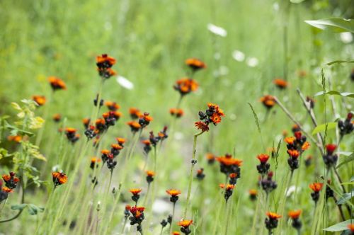 Lelija, Gėlė, Wildflower, Gėlių, Pavasaris, Žiedas, Augalas, Gamta, Balta, Vasara, Žydėti, Žalias, Žiedlapis, Sodas, Lapai, Natūralus, Botanikos, Puokštė, Budas, Žydi, Geltona, Dizainas, Makro, Rožinis, Šviesus, Raudona, Botanika, Sezonas, Spalva, Apdaila, Lilly, Spalvinga, Romantiškas, Meilė, Elegantiškas, Subtilus, Dekoratyvinis, Romantika, Ačiū, Tu, Tapetai, Kortelė, Dekoratyvinis, Fonas, Graži, Užuojautos, Atsiprasau, Praradimas, Viltis, Kvietimas, Laukas, Žolė, Gyvenimas, Aplinka, Flora, Mėlynas, Mažas, Ekologija, Saulėtas, Eco, Lapija, Bio, Saulės Šviesa, Augimas, Lauke, Šviežias, Lupinas, Violetinė, Persikas, Augti, Pieva, Veja, Parkas, Sodininkystė, Sveikas, Kraštovaizdis, Fonas