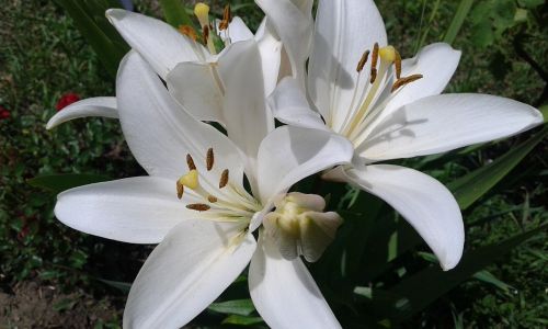 Lelija, Balta, Gėlės
