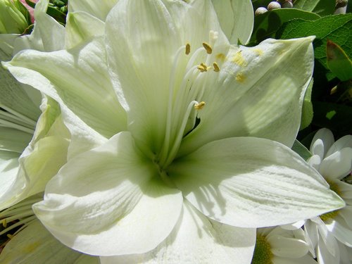 Lelija,  Balta Gėlė,  Sodo Augalų