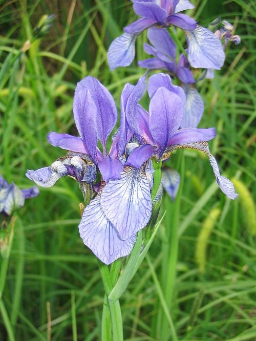 Lelija, Violetinė, Gėlė, Augalas, Gamta