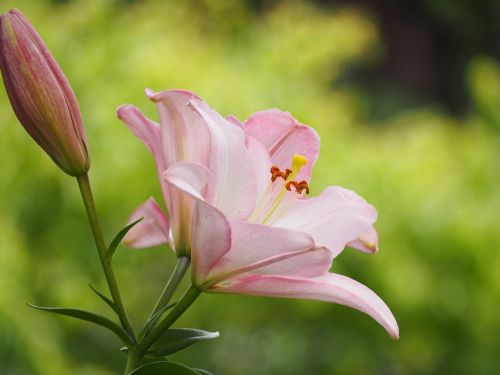 Lelija,  Gėlės,  Liliaceae,  Ankstyvos Vasaros Gėlės,  Rožinis,  Augalas