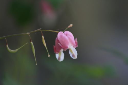 Pakalnutė, Pavasario Gėlės, Šiaudų Kambarys