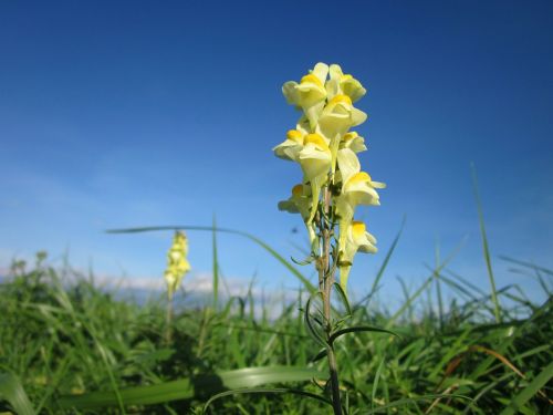 Linaria Vulgaris, Dangus, Debesys, Augalas, Augalai, Gėlė, Gėlės, Žaluma, Flora, Žolė, Žydėti, Žiedas, Floret, Stiebas, Gražus, Spalvinga, Gamta, Lauke, Lauke, Pavasaris, Vasara, Mielas, Graži, Makro, Iš Arti