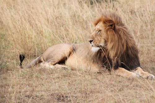 Liūtas, Afrika, Gyvūnas, Serengeti, Safari, Gamta