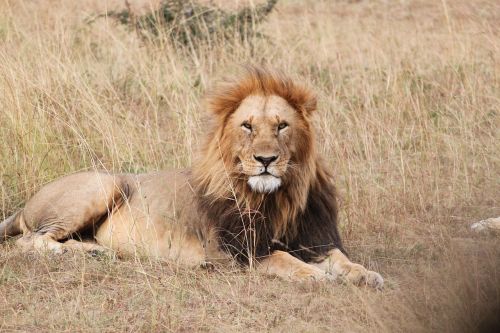 Liūtas, Afrika, Gyvūnas, Seringeti, Safari, Gamta