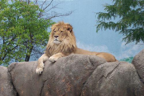 Liūtas, Zoologijos Sodas, Zoologijos Sodai, Džiunglių Karalius