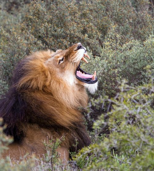 Liūtas, Afrika, Pietų Afrika, Nacionalinis Parkas, Rėkti, Plėšrūnas, Didelė Katė, Panthera Leo, Gyvūnas