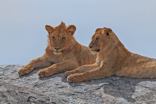 Liūtas, Afrika, Serengeti, Gyvūnas, Safari, Laukinė Gamta, Kačių