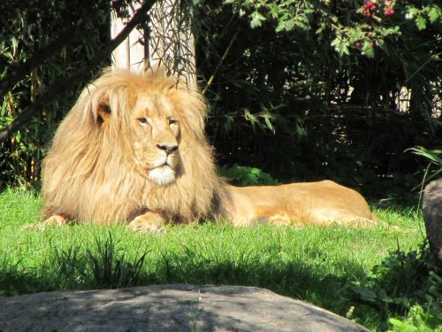Liūtas, Vyrai, Zoologijos Sode Leipzigas, Katė