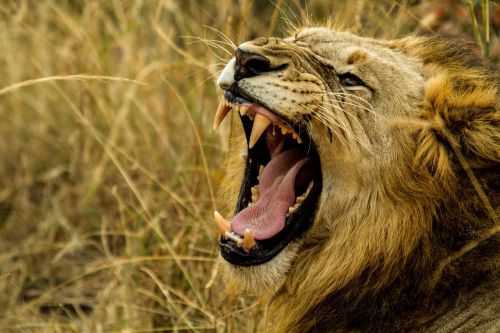 Liūtas, Rėkti, Laukinė Gamta, Afrika, Pavojus, Fang, Medžiotojas, Patinas, Karalius, Žiurkė, Galia, Jėga, Burna, Laukiniai, Gyvūnas, Pavojingas, Dantys