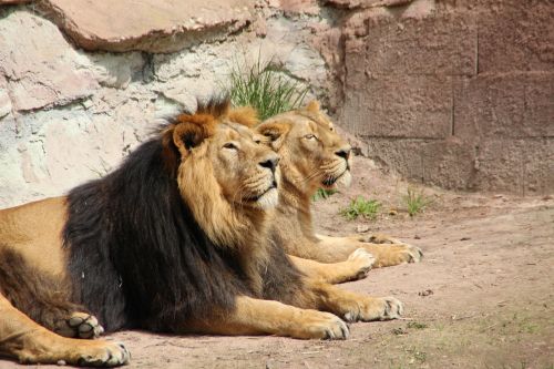 Liūtas, Pora, Liūtas, Zoologijos Sodas, Gyvūnų Pasaulis, Kartu