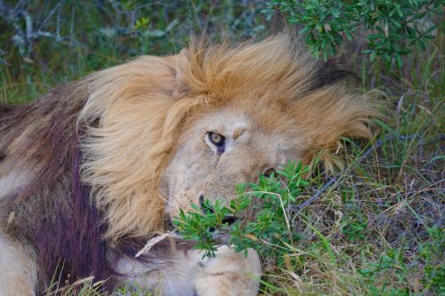 Liūtas, Pietų Afrika, Safari