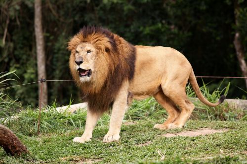 Liūtas, Džiunglių Karalius, Gyvūnas, Mėsėdis, Drąsus, Laukiniai, Profilio, Žiūri, Zoologijos Sodas
