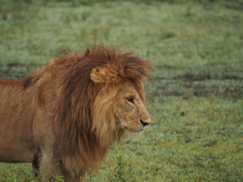 Liūtas, Afrika, Liūto Menkė, Safari, Nacionalinis Parkas, Plėšrūnas, Wildcat, Serengeti, Mieguistas Liūtas, Didelė Katė, Gyvūnų Portretas, Katė, Gyvūnai, Gamta