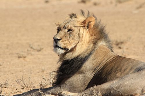 Liūtas, Afrika, Laukiniai, Laukinė Gamta, Gyvūnas, Patinas, Safari, Kačių, Dykuma, Mėsėdis