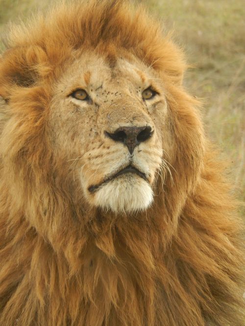 Liūtas, Afrika, Wildcat, Plėšrūnas, Safari, Didelis Žaidimas, Laukinis Gyvūnas, Kenya