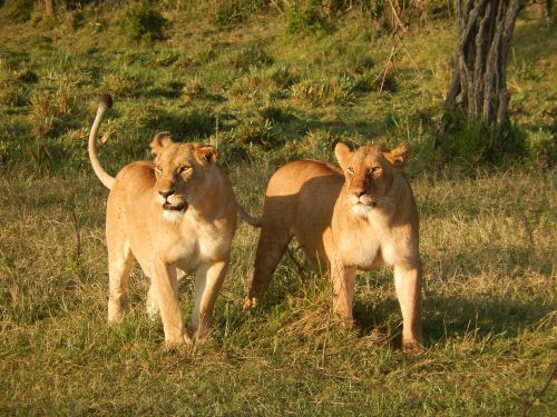 Liūtas, Afrika, Katė, Liūtas, Plėšrūnas, Wildcat, Kenya, Žinduolis