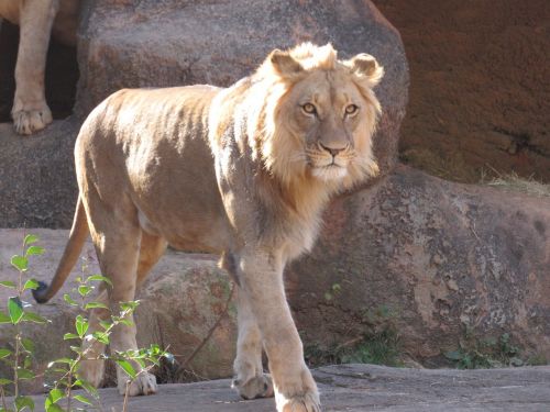 Liūtas, Laukinė Gamta, Katė, Zoologijos Sodai, Kačių