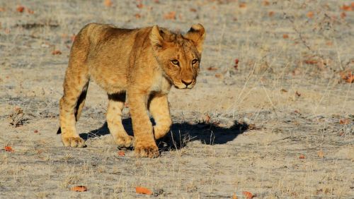 Liūtas, Etosha, Namibija, Afrika, Safari, Liūto Jauniklis