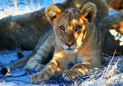 Liūtas, Etosha, Namibija, Afrika, Safari