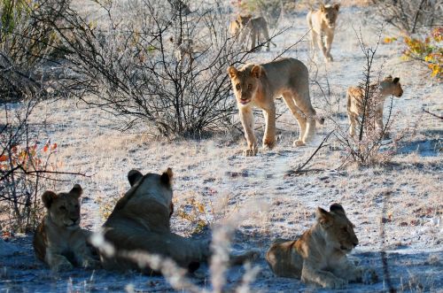 Liūtas, Etosha, Namibija, Afrika, Safari, Liūto Pasididžiavimas