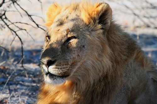 Liūtas, Etosha, Namibija, Afrika, Safari