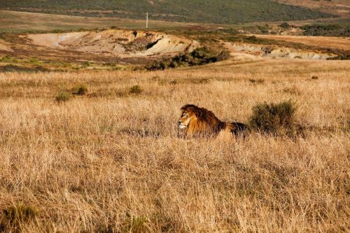Liūtas, Safari, Afrika, Katė, Liūto Menkė, Gamta, Kailis, Nacionalinis Parkas