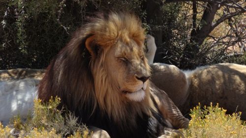 Liūtas, Safari, Inverdoorn, Pietų Afrika, Poilsio, Afrikos, Gamta, Ganyklos, Laukinė Gamta, Karalius, Mėsėdis