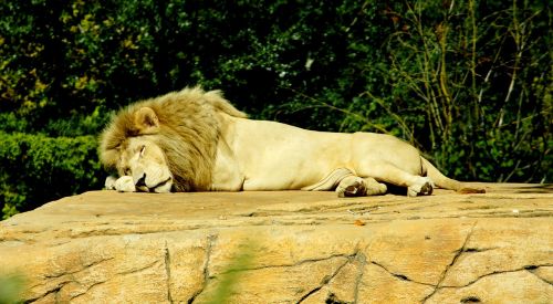 Liūtas, Miegoti, Pavojingas, Plėšrūnas, Gyvūnų Pasaulis, Zoologijos Sodas, Didelė Katė, Wildcat, Katė, Karalius, Kailis, Gyvūnas, Laukinės Gamtos Fotografija