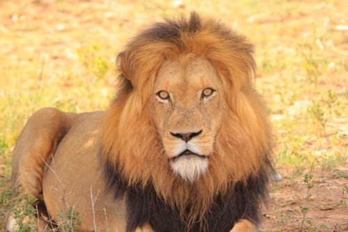 Liūtas, Gamta, Laukinė Gamta, Afrika, Pietų Afrika, Safari, Gyvūnai, Laukiniai